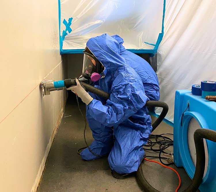 Mold Removal and Repair